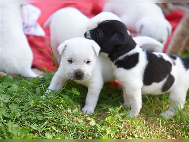 wunderschöne Shar Pei x Labrador Mix Welpen suchen Traumzuhause