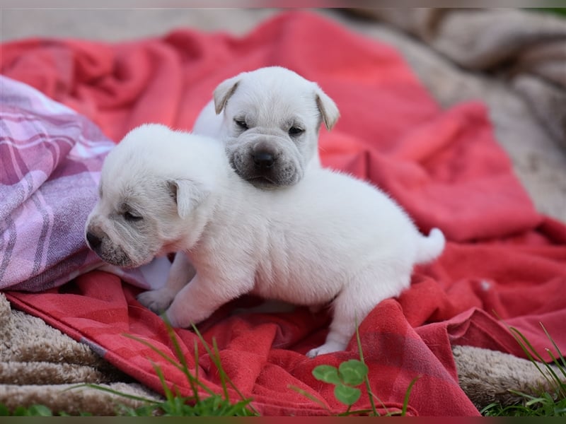 wunderschöne Shar Pei x Labrador Mix Welpen suchen Traumzuhause