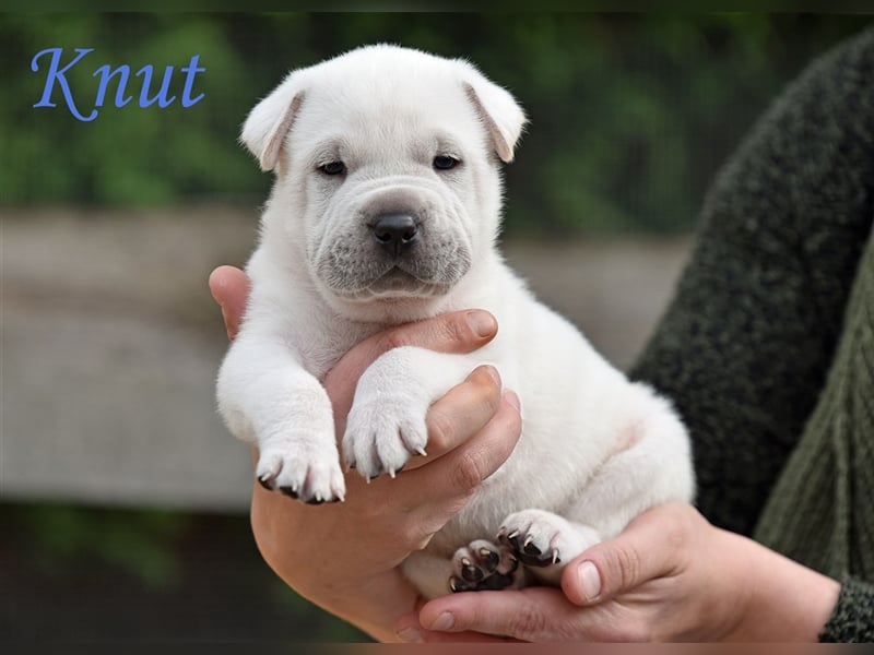 wunderschöne Shar Pei x Labrador Mix Welpen suchen Traumzuhause