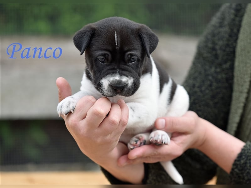 wunderschöne Shar Pei x Labrador Mix Welpen suchen Traumzuhause