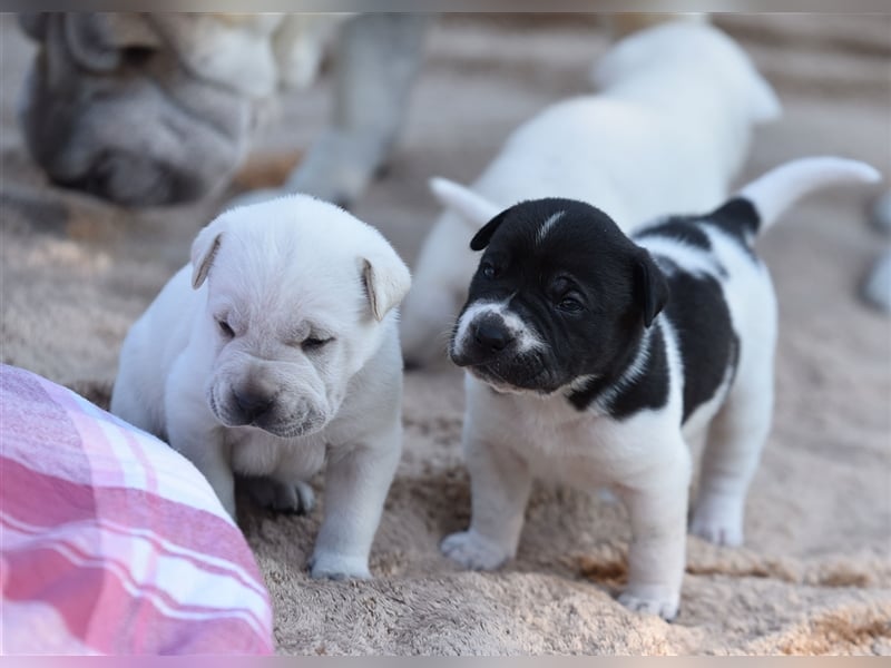 wunderschöne Shar Pei x Labrador Mix Welpen suchen Traumzuhause