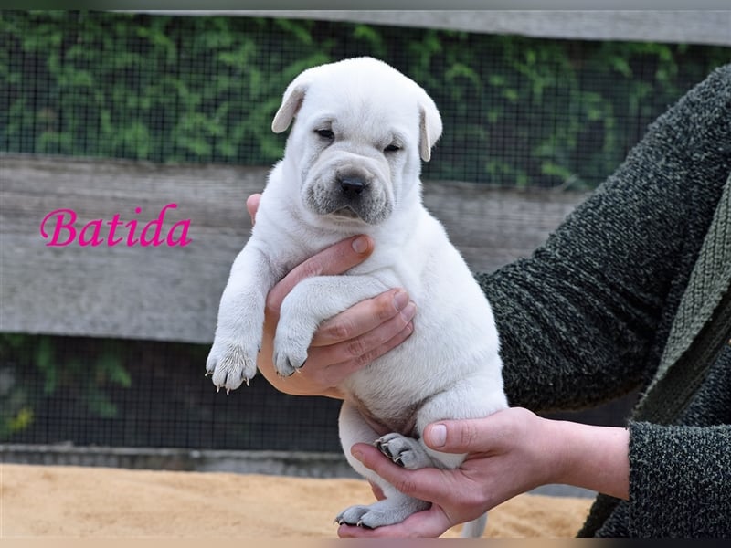 wunderschöne Shar Pei x Labrador Mix Welpen suchen Traumzuhause