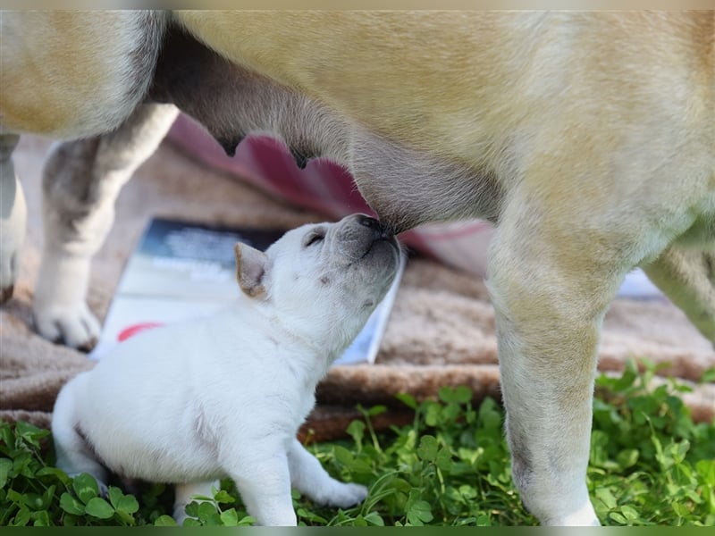 wunderschöne Shar Pei x Labrador Mix Welpen suchen Traumzuhause