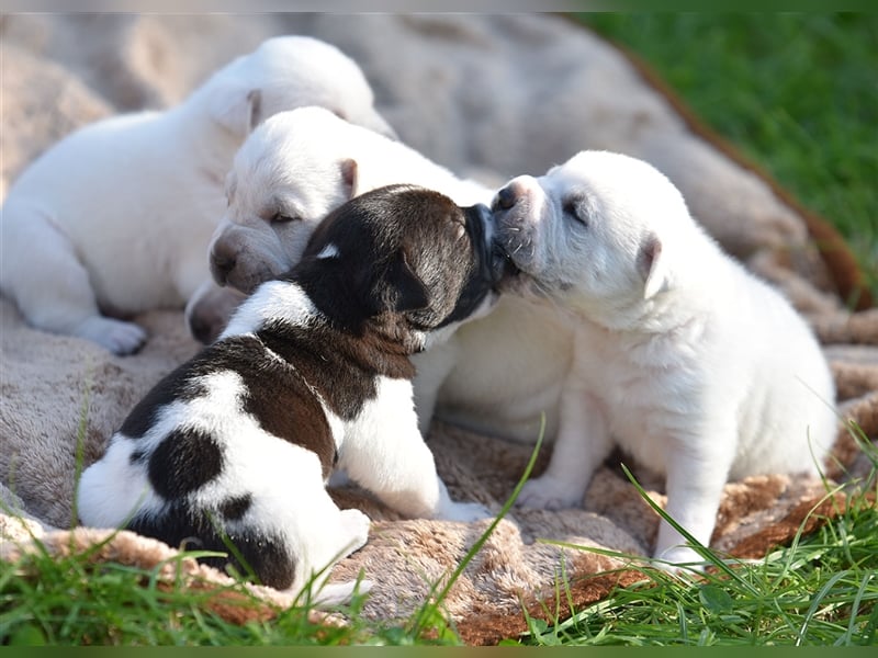 wunderschöne Shar Pei x Labrador Mix Welpen suchen Traumzuhause