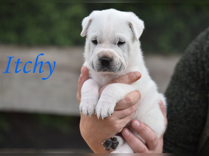 wunderschöne Shar Pei x Labrador Mix Welpen suchen Traumzuhause