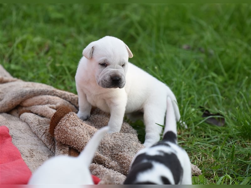 wunderschöne Shar Pei x Labrador Mix Welpen suchen Traumzuhause