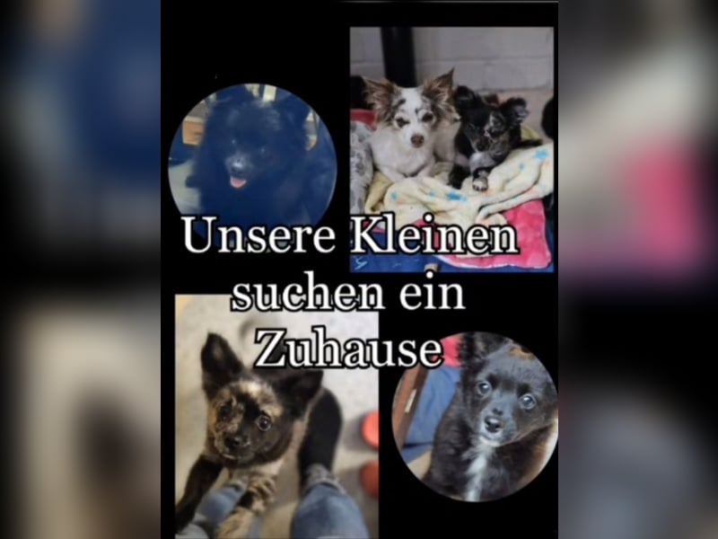 süsse kleine Welpen suchen noch ein Zuhause