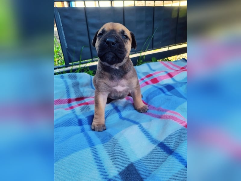 Dogo canario / Bullmastiff Mischlinge suchen ein liebevolles Zuhause