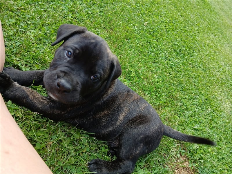 Dogo canario / Bullmastiff Mischlinge suchen ein liebevolles Zuhause