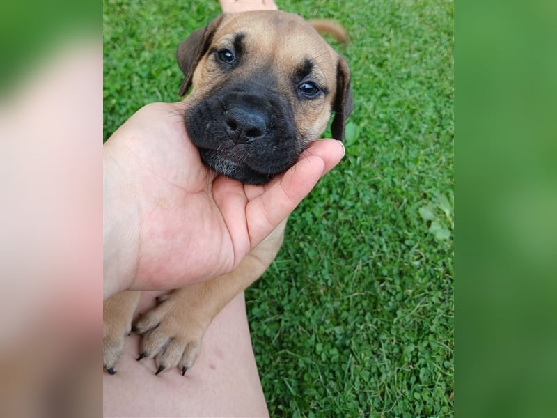 Dogo canario / Bullmastiff Mischlinge suchen ein liebevolles Zuhause