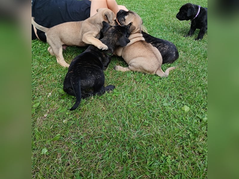 Dogo canario / Bullmastiff Mischlinge suchen ein liebevolles Zuhause