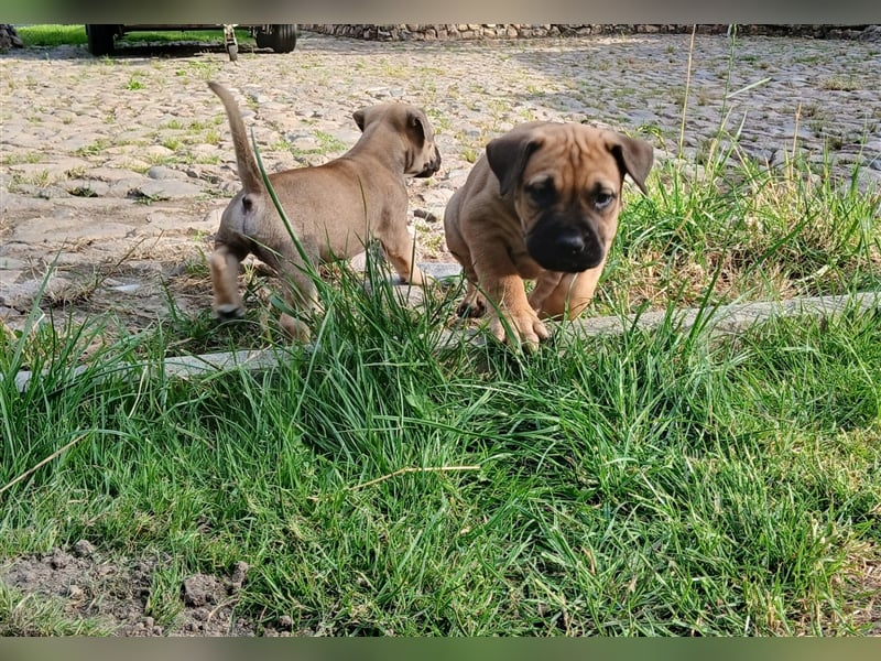 Dogo canario / Bullmastiff Mischlinge suchen ein liebevolles Zuhause