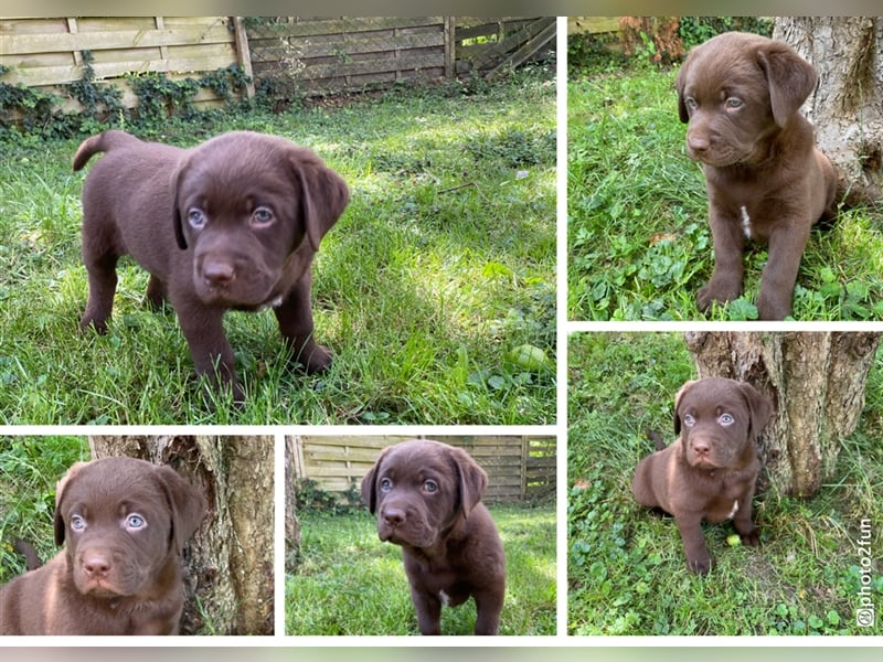 Labrador/Australien Shepherd