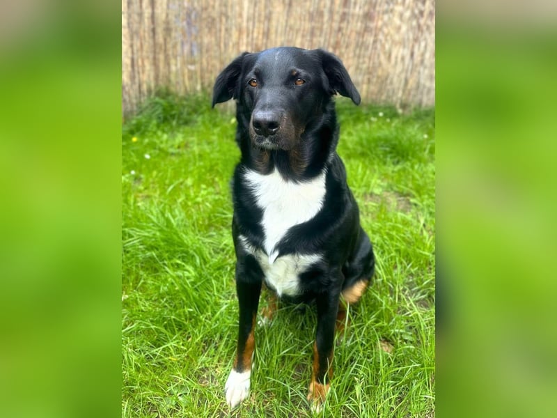 Balu - bewegungsfreudig&lernwillig