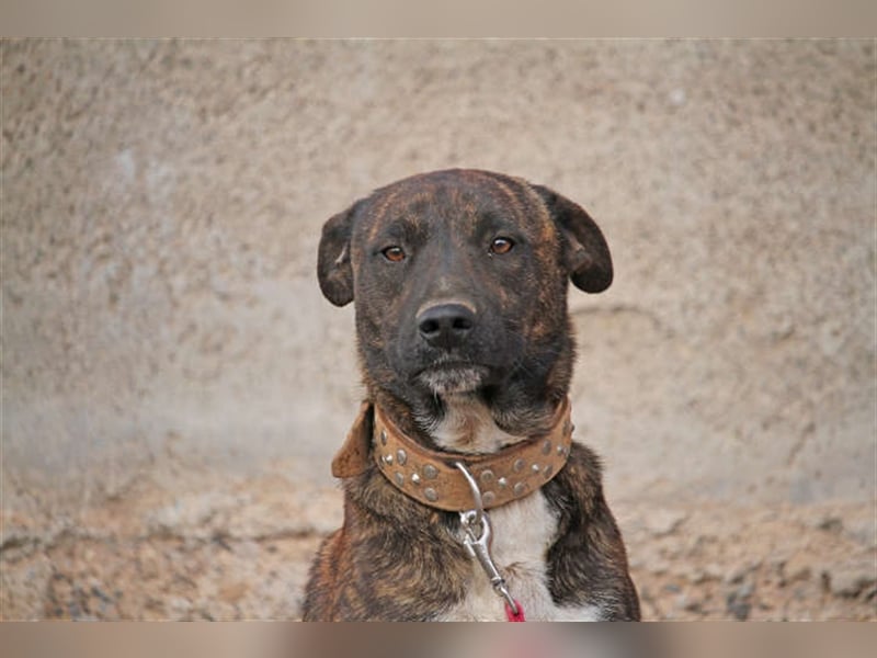 Hübscher Dusty sucht neues Zuhause