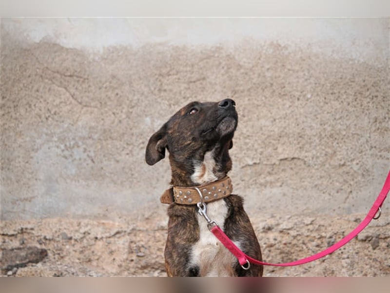 Hübscher Dusty sucht neues Zuhause