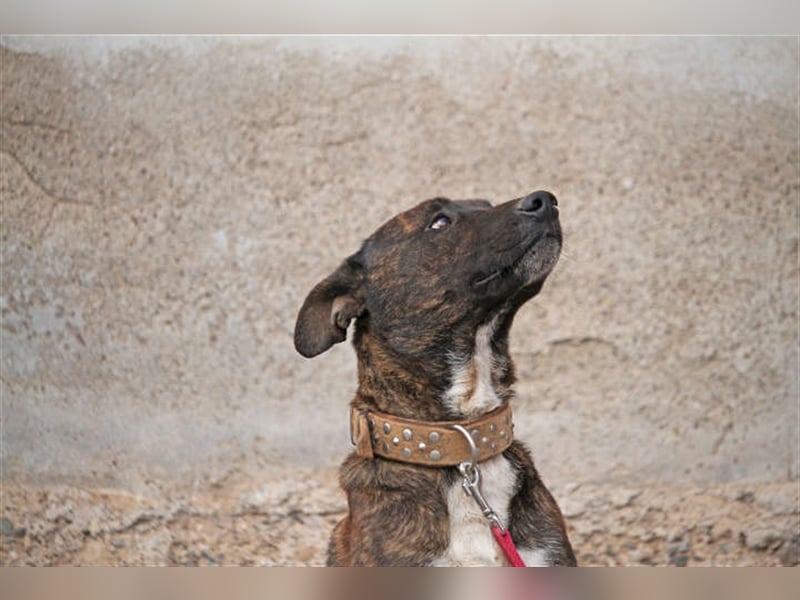 Hübscher Dusty sucht neues Zuhause