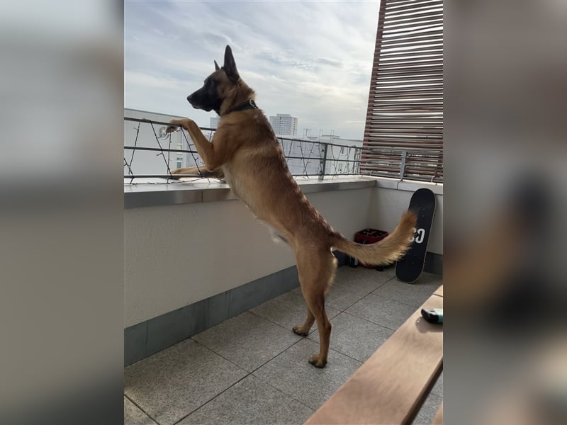 Malinois belgischer Schäferhund Deckrüde mit Erfahrung
