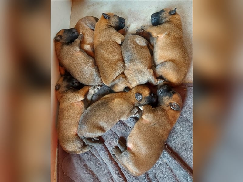 Malinois belgischer Schäferhund Deckrüde mit Erfahrung