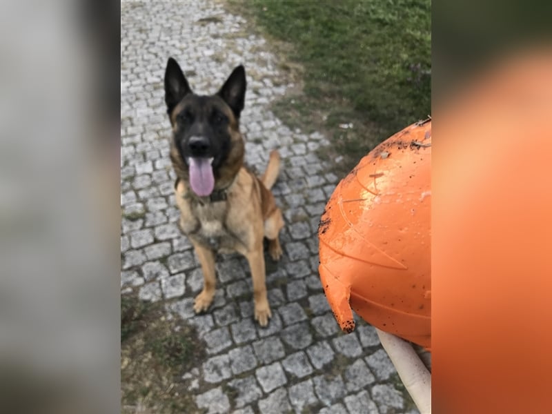 Malinois belgischer Schäferhund Deckrüde mit Erfahrung