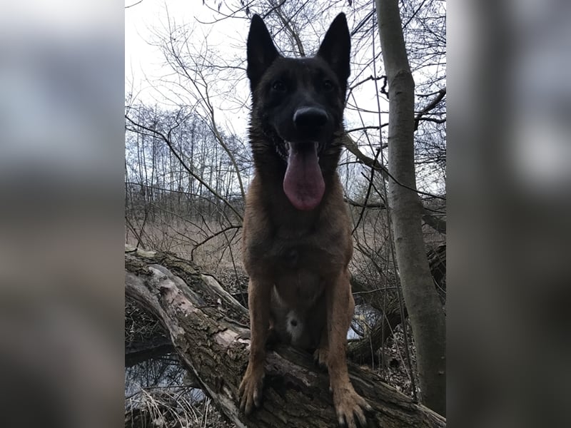 Malinois belgischer Schäferhund Deckrüde mit Erfahrung