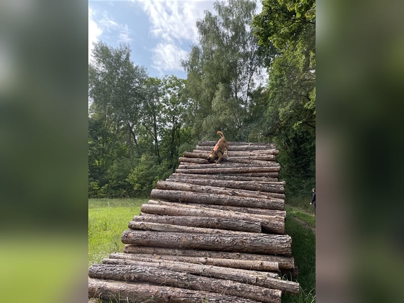 Malinois belgischer Schäferhund Deckrüde mit Erfahrung