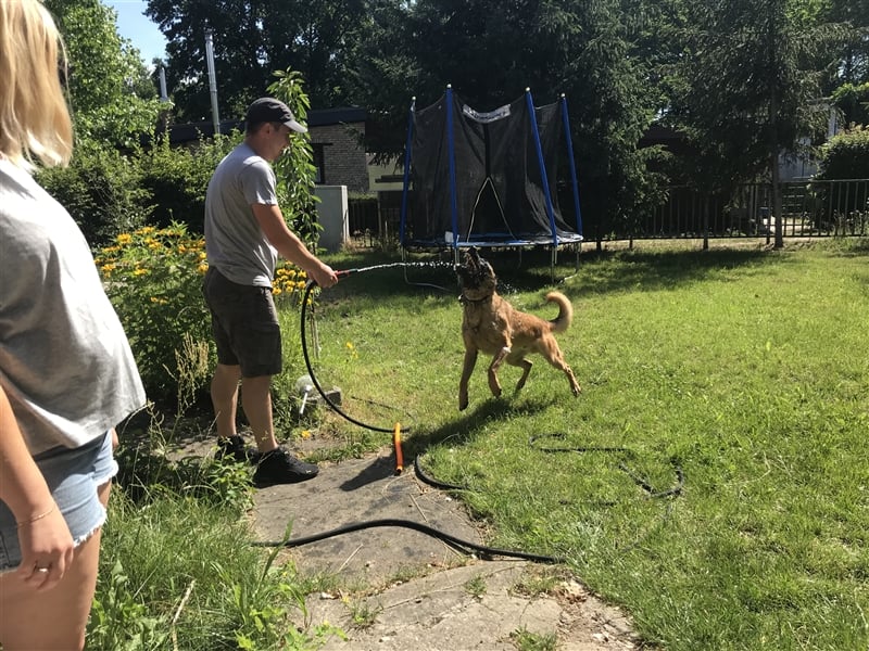 Malinois belgischer Schäferhund Deckrüde mit Erfahrung