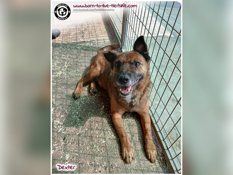 Dexter sucht ein Zuhause