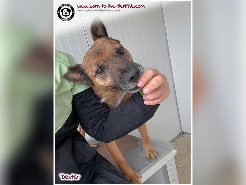 Dexter sucht ein Zuhause