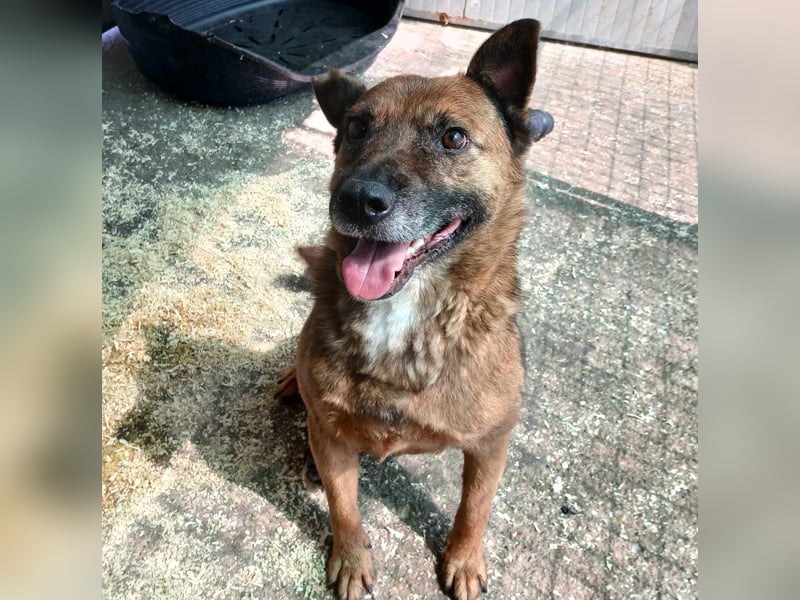 Dexter sucht ein Zuhause