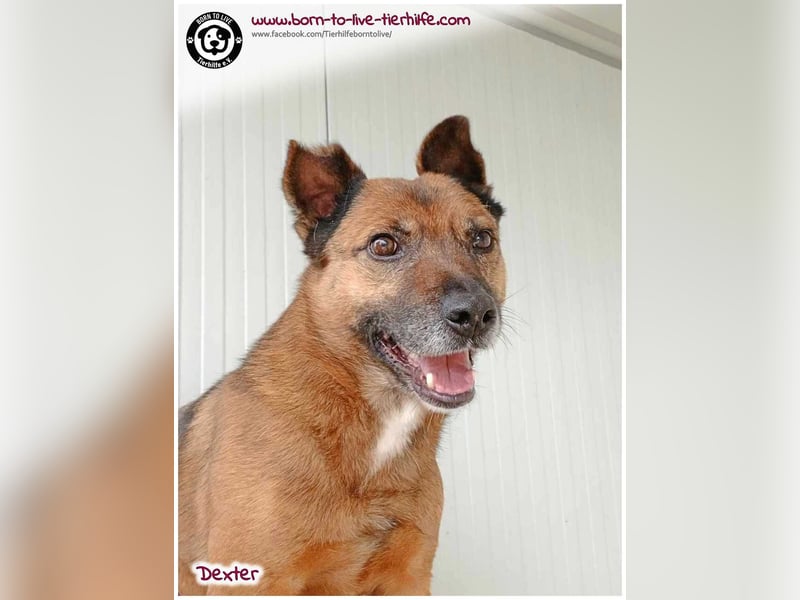 Dexter sucht ein Zuhause
