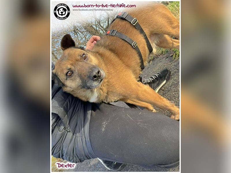 Dexter sucht ein Zuhause
