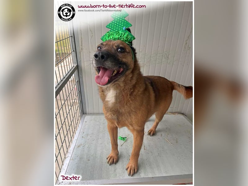 Dexter sucht ein Zuhause