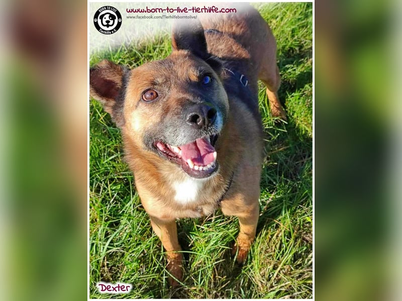 Dexter sucht ein Zuhause