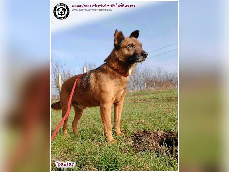 Dexter sucht ein Zuhause