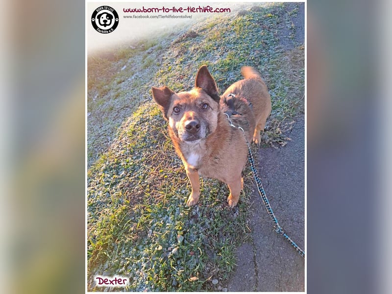 Dexter sucht ein Zuhause