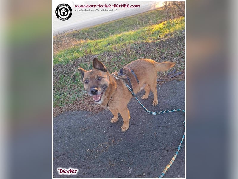 Dexter sucht ein Zuhause