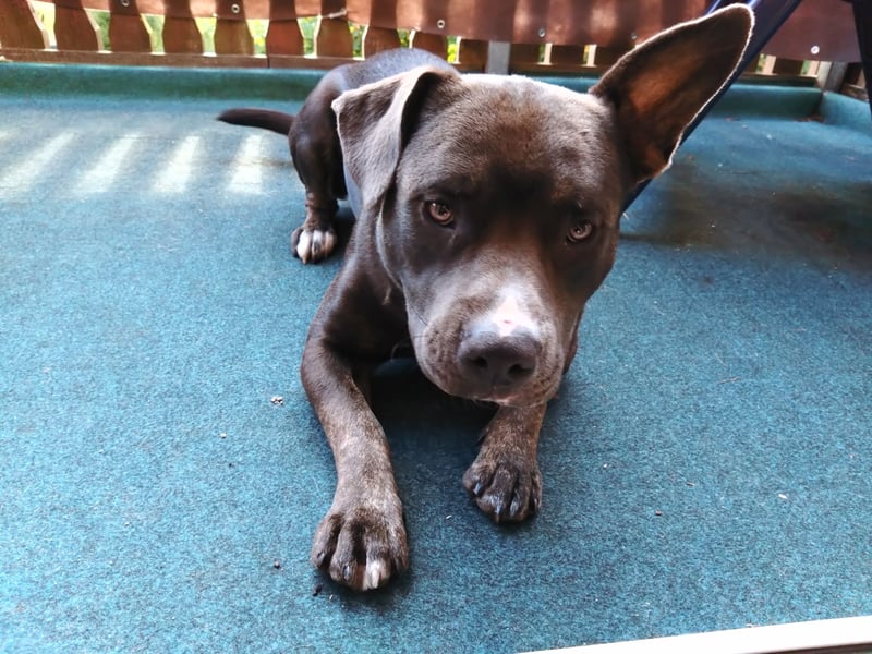 Kalle sucht neues Zuhause