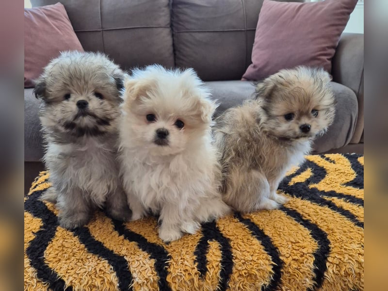 Mini Maltipom Welpen sind abgabebereit!  Das Mädchen ist bereits reserviert.