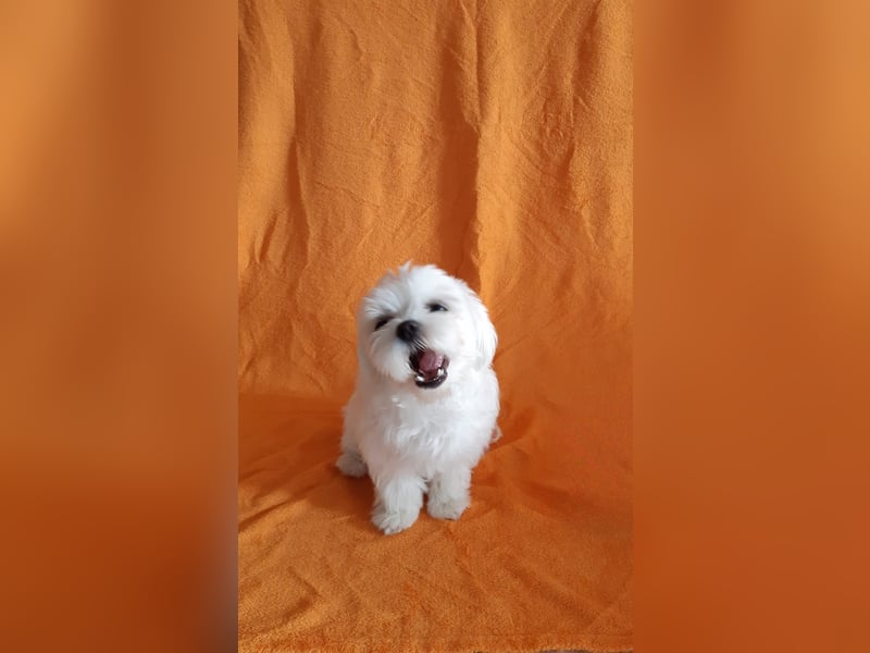 Mini Maltipom Welpen sind abgabebereit!  Das Mädchen ist bereits reserviert.