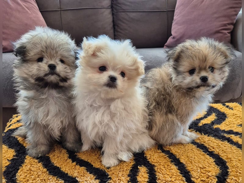 Mini Maltipom Welpen sind abgabebereit!  Das Mädchen ist bereits reserviert.