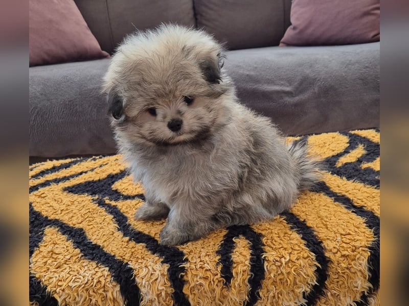 Mini Maltipom Welpen sind abgabebereit!  Das Mädchen ist bereits reserviert.