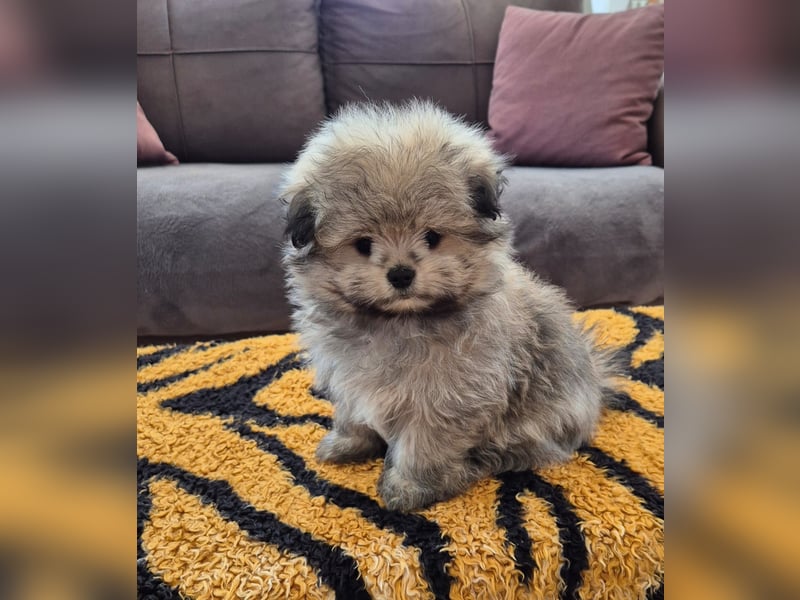 Mini Maltipom Welpen sind abgabebereit!  Das Mädchen ist bereits reserviert.