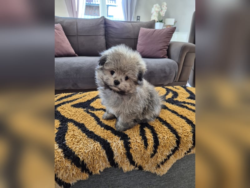 Mini Maltipom Welpen sind abgabebereit!  Das Mädchen ist bereits reserviert.