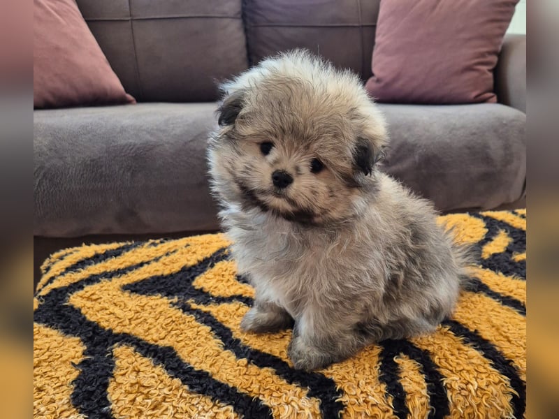 Mini Maltipom Welpen sind abgabebereit!  Das Mädchen ist bereits reserviert.
