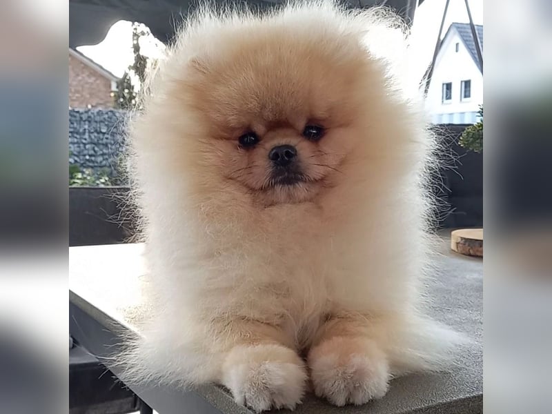 Mini Maltipom Welpen sind abgabebereit!  Das Mädchen ist bereits reserviert.