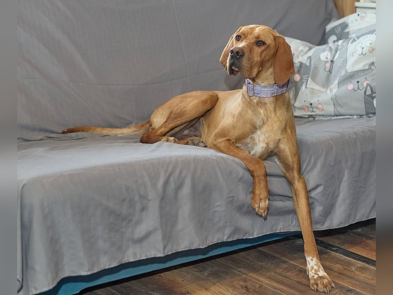 Lord - ungarischer Vizsla - ein außergewöhnlicher Begleiter!