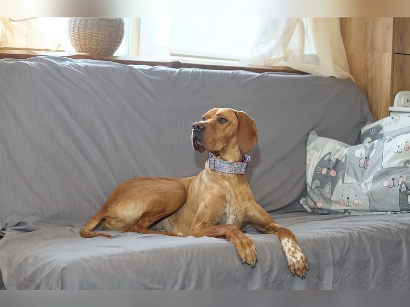 Lord - ungarischer Vizsla - ein außergewöhnlicher Begleiter!
