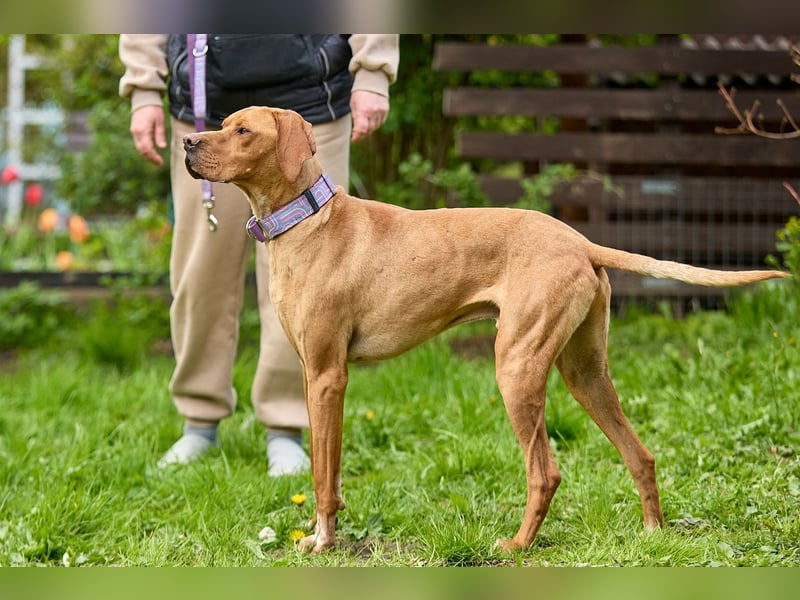 Lord - ungarischer Vizsla - ein außergewöhnlicher Begleiter!