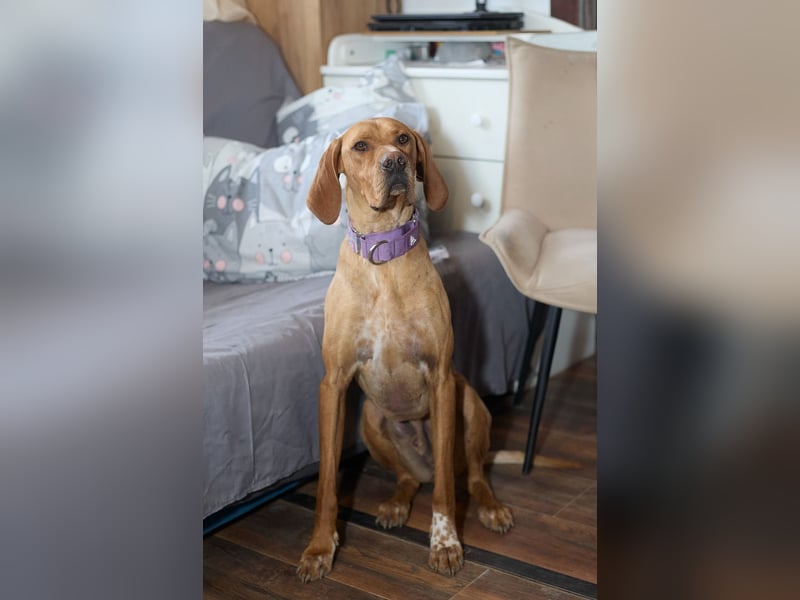 Lord - ungarischer Vizsla - ein außergewöhnlicher Begleiter!